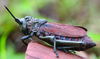 Dictyophorus (Tapesiella) griseus (Reiche & Fairmaire, 1849): male, habitus. (Otu).