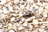 CollectionObject 1584993; 23f2406e-1b97-4e7c-89eb-08277d88fc78: macropterous female. (CollectionObject).