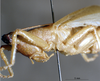CollectionObject 1534479; 81481b8a-ae76-440c-8b51-270c82c5f1da: female head and pronotum (holotype). (CollectionObject).