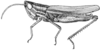 Amphitornus coloradus coloradus (Thomas, 1873): Fig. 7. male, lateral view. (Otu).