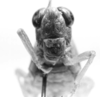 CollectionObject 1525526; 0ccd6566-c2e2-4b6b-80ab-322d919f9508: female frons (allotype). (CollectionObject).