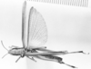 CollectionObject 1524440; c6510ced-54d0-43c1-9d4b-f0e624c08d9e: female, dorsal view (holotype of Cornops bivittatum). (CollectionObject).