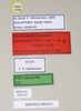CollectionObject 1562972; 1352e632-389c-4b3a-881f-3ea91749d186: copyright Natural History Museum, London. female, data labels (paratype). (CollectionObject).;CollectionObject 1562973; f491bf24-c43d-4575-8225-d562efcae64a: copyright Natural History Museum, London. female, data labels (paratype). (CollectionObject).