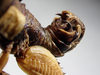 CollectionObject 1477705; ad19e0e6-f2fd-42ff-a076-60d855618937: male abdomen tip, lateral view (holotype). (CollectionObject).