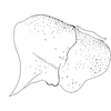 Pygofer, lateral view on Arboridia (Arboridia) agrillacea (Anufriev, 1969): (Observation).
