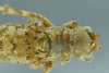CollectionObject 1532457; 51a3be06-ecff-488c-8165-541ec8849cf7: male head, pronotum and tegmina, dorsal view (holotype). (CollectionObject).