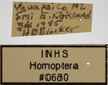 Other on Athysanella (Gladionura) diversa Ball & Beamer, 1940: Labels - Dorsal. Labels for the specimen used for dorsal and lateral view. (Observation).
