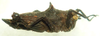 CollectionObject 1575251; NNM RMNH.INS 968004, a8915dda-5a50-4fe7-ba8a-ed9e783e0b8f: male, lateral view (paratype). (CollectionObject).