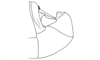 Episomacris tarsata Carbonell & Descamps, 1978: Fig. 53. male abdomen tip, lateral view. (Otu).
