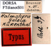 CollectionObject 1505307; 56472cb3-ecd7-4684-b56c-fddb66e43839: labels (holotype). (CollectionObject).