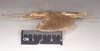 CollectionObject 1559595; NHMUK(SF IMPORT DUPLICATE) 844775, 338a2be8-f9cc-4214-8b77-676734117d15: copyright Natural History Museum, London. female, lateral view (holotype). (CollectionObject).