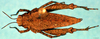 CollectionObject 1501791; e1780ab3-f93d-47ae-a21f-0a668a81c020: female, dorsal view. (CollectionObject).