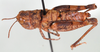 Acocksacris karruensis Dirsh, 1958: male, dorsal view. (Otu).
