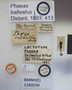 CollectionObject 1594984; ac11b889-43ca-4e14-9494-2f7cd946560b: Phaeax balteatus. Lectotype. (BMNH) - (CC BY-NC 4.0) Photo by Stuart Cole, reproduced with permission from the Natural History Museum, London, UK. (CollectionObject).