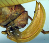 CollectionObject 1501727; 26af57d6-a20b-4ef0-8f00-15972ae2dde8: ovipositor. (CollectionObject).