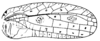 Pirmeda rosetta Henry, 1940: Fig. 83 (after Henry). male right tegmen (length 17.3 mm). (Otu).