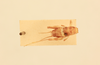 CollectionObject 1476533; 34e24a42-06c9-4b97-bf4c-30aea43de300, NHMUK015982180: male, dorsal view (holotype). (CollectionObject).