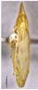 Habitus, lateral view on Concaveplana spinata Chen & Li, 1998: (Observation).