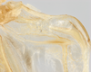 CollectionObject 1578246; b16d22ee-35eb-4b05-a3a3-6fd31896f523: male, right stridulatory file. (CollectionObject).