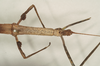 CollectionObject 1557329; NHMUK(SF IMPORT DUPLICATE) 844506, ecfddf4a-e959-477a-9f7e-ec6a48daecf7: copyright Natural History Museum, London. synonym Dyme depressa female, head and thorax: dorsal view (syntype). (CollectionObject).