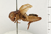 Gryllus (Gryllus) capitatus Saussure, 1874: Habitus, lateral view (L). Syntype. Male. Chile. a74008e6-dae5-40a0-88c2-d7b3016acd8f. (Otu).
