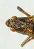 CollectionObject 1526831; ba5055e5-ad07-4767-82f5-fff6f40a7b42: female head, dorsal view (paratype). (CollectionObject).