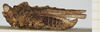 CollectionObject 1583706; 72359280-d360-48de-8113-d8adcc2e3ff7, NHMUK010924473: male, lateral view (syntype). (CollectionObject).