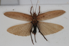 CollectionObject 1506571; 4fd186a4-53fa-4871-880a-8920df8cf498: female, dorsal view (syntype #2). (CollectionObject).