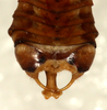 CollectionObject 1496565; 2a8db18f-5b52-4bb0-9e27-6e4b2807a00b: male, abdomen tip, dorsal view. (CollectionObject).