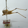 CollectionObject 1536183; 0a2b45b1-5ea4-4dab-8f86-aa5102120cb5: male, lateral view (holotype). (CollectionObject).