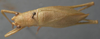 CollectionObject 1535089; 0d8c0561-cc1e-429b-8321-0a7df515411c: male, dorsal view (paralectotype). (CollectionObject).