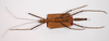 CollectionObject 1558620; 004f81cf-8f5b-48fe-ba2e-596cce0b9a6d: copyright ZMB, Berlin. male (paralectotype). (CollectionObject).;CollectionObject 1558621; 457bf35d-10cc-44dd-a7df-44b20b9cad56: copyright ZMB, Berlin. male (paralectotype). (CollectionObject).;CollectionObject 1558622; 57bd3c81-712d-4b8f-bcf9-b8a17e12b6db: copyright ZMB, Berlin. male (paralectotype). (CollectionObject).