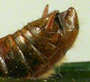 CollectionObject 1536066; e41e7803-4980-41ba-bf47-e528df22c58d: male abdominal apex (holotype). (CollectionObject).