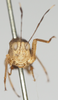 CollectionObject 1580297; 02eb1dbe-491b-464a-8792-95d40267feed: female, frontal view (paratype of Phaestus sumatrensis). (CollectionObject).