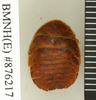 CollectionObject 1572908; 8c746067-6aaf-43fa-a04e-534793023cf6: Copyright Natural History Museum, London. Non-type (adult female) in BM(NH). Dorsal view. (CollectionObject).