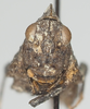 CollectionObject 1580734; f9a96e3b-f1d2-42d4-a446-ca0722c4e779: male, frontal view (paratype). (CollectionObject).