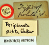 Melanozosteria nitida (Brunner von Wattenwyl, 1865): Holotype, unsexed, labels. BMNH(E)#878036. (Otu).