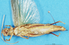 CollectionObject 1580273; d0d43e0c-8af7-4266-af46-73d76eee5562: male, ventral view (paralectotype). (CollectionObject).