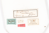 CollectionObject 1536896; 6d156eca-a4d3-4b4b-8899-f1b3c511cbd1: female, labels (syntype). (CollectionObject).