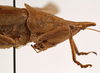 CollectionObject 1534497; ffe84872-2013-43e5-b576-d28687cd394a: male head and pronotum, lateral view (syntype). (CollectionObject).