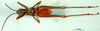 CollectionObject 1566286; 4fbf7cc6-2617-499e-bc7b-668c9088e2dc: male, ventral view (paratype). (CollectionObject).