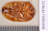 Stictomorphna geochroma (Walker, 1868): Holotype, unsexed, ventral. BMNH(E)#878052. (Otu).