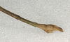 CollectionObject 1557708; 0e363921-3e98-405f-95cb-1a639f28b174, NMW 526: copyright NMW, Vienna. male: end of abdomen, lateral view of synonym Carausius macerrimus (holotype). (CollectionObject).
