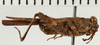 CollectionObject 1575702; NHRS NRM-ORTH 13006, ad2832f7-da5f-4f44-af7c-7bc0c60790a0: male, lateral view (syntype). (CollectionObject).