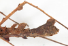 CollectionObject 1557776; db09e5e6-a031-42c2-8b75-5c488b61d0ea: copyright NMW. female: abdomenx, lateral view (syntype). (CollectionObject).;CollectionObject 1557777; 022a4bd5-75b3-4878-9016-fc44d8d98d1b: copyright NMW. female: abdomenx, lateral view (syntype). (CollectionObject).