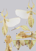 CollectionObject 1591391; 97424c02-01b1-44ff-bcb0-8b5394619083: copyright RBINS, Brussels. male (holotype). (CollectionObject).