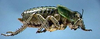 Bradyporus (Callimenus) macrogaster macrogaster (Lefebvre, 1831): male (Turkey, Bursa Prov.) (QTVR image). (Otu).