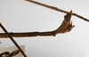 CollectionObject 1559583; 5adf3712-9882-4218-99e1-9c2178f55104: copyright ZHMB, Berlin. male: end of abdomen, lateral view (syntype). (CollectionObject).