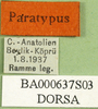 CollectionObject 1571958; 60193734-d5c2-4390-be87-44881490d458: labels (paratype). (CollectionObject).