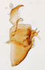 Pygofer, lateral view: !! display not done !! on Pissonotus dentatus Morgan & Beamer, 1949: (Observation).